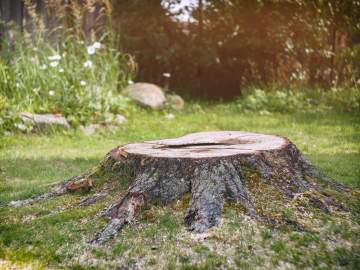 Dessouchage aux alentours de Saint-Sever