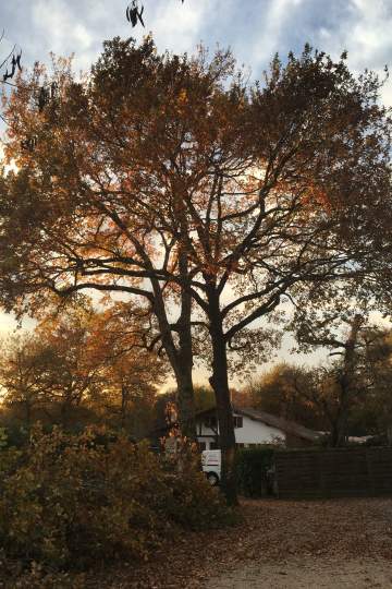 Taille d'éclaircies près de Mont-de-Marsan