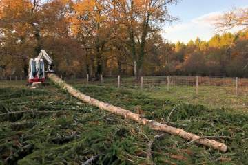 Abattage direct d'arbres dangereux près de Saint-Sever