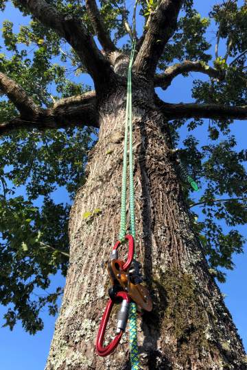 Taille de formation sur Mont-de-Marsan