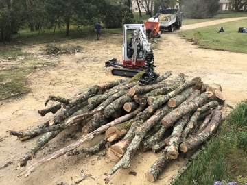 Abattage des arbres