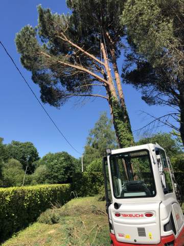Elagage d'arbres