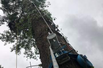 Luc'Arborist, Elagage d'arbres à Saint-Sever