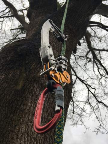 Élagage d'arbres à Mont-de-Marsan