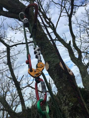 Abattage d'arbres à Saint-Sever